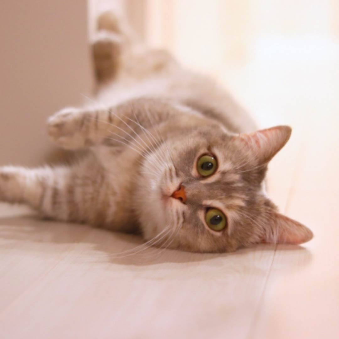 マンチカンの子猫 宮崎県の犬 猫のブリーダー Ellipse Soleil エリプスソレイユ